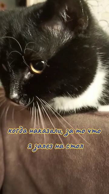 #питомцы #рекомендации #животные #настроение #юмор #любовь #кот #феликс #алиса смотреть онлайн