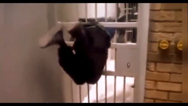 ВИДИО ПРИКОЛЫ ЖРАЧ смотреть онлайн