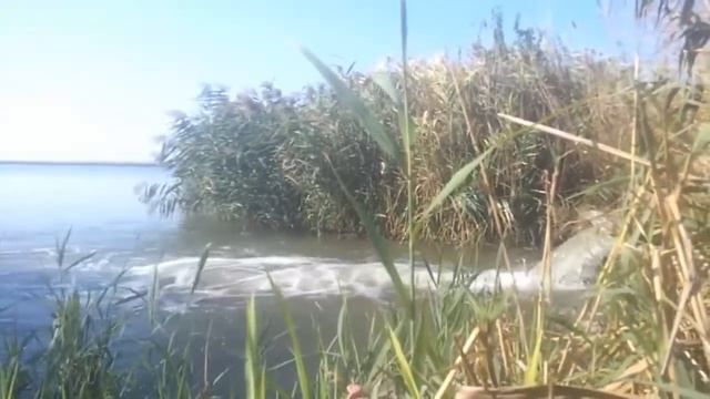 Толстолобик плещется смотреть онлайн
