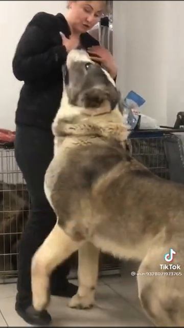 Гигант Алабай 😍 смотреть онлайн