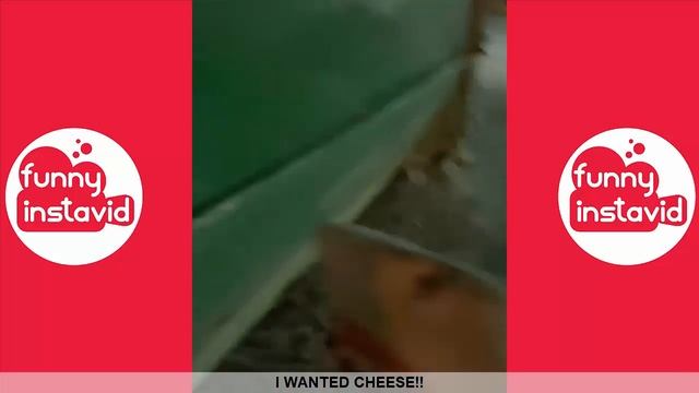 SHARK PUPPET Videos 2020 | Shark Puppet Vine Compilation (W/Titles) - Funny InstaVID