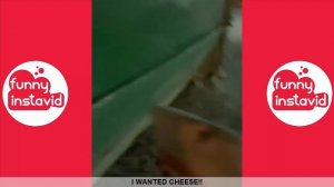 SHARK PUPPET Videos 2020 | Shark Puppet Vine Compilation (W/Titles) - Funny InstaVID