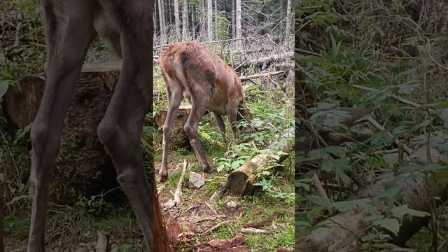 молодой олень смотреть онлайн