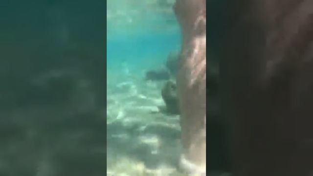 Красное море. Ручная рыбка смотреть онлайн