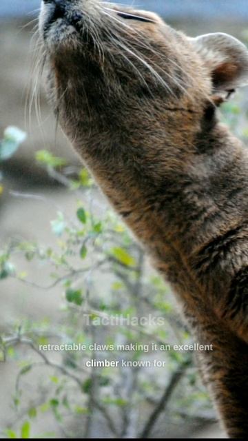Secrets of the Fossa: Unraveling the Enigmatic Predator of Madagascar смотреть онлайн
