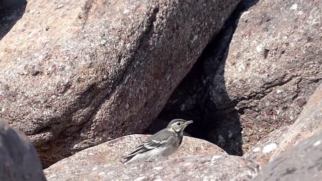Wagtail Catching Insects смотреть онлайн