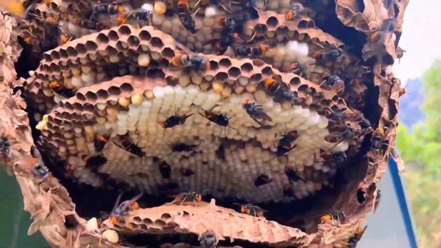 MURDER HORNET NEST REMOVAL,ASIAN GIANT HORNETS,VESPA MANDARINIA,WASP MASSIVE,YELLOW JACKETS NEST смотреть онлайн