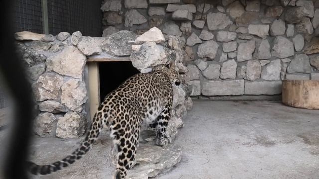 Грета поздравляла с Юбилеем мурчащим объятием! Greta congratulated me on the Anniversary with hugs! смотреть онлайн