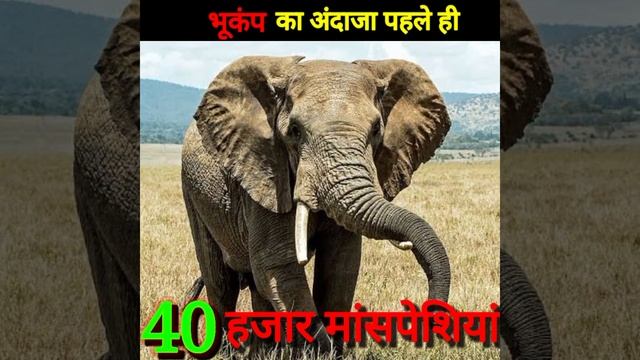 Amazing Facts की आँधी || #aकेfacts #factsaboutanimals #shorts #short @akefacts смотреть онлайн