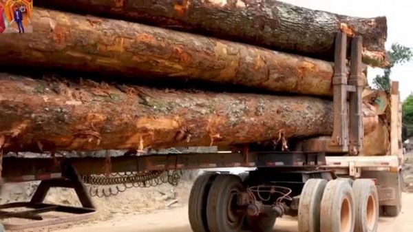 Amazon Forest Wonders #amazon #forest #greenery #green