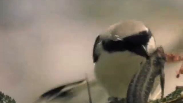 Сорокопут накалывает добычу1 смотреть онлайн