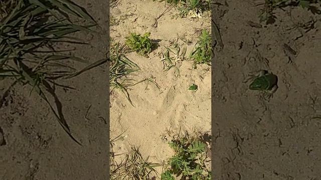 Мы спасём ящерку смотреть онлайн