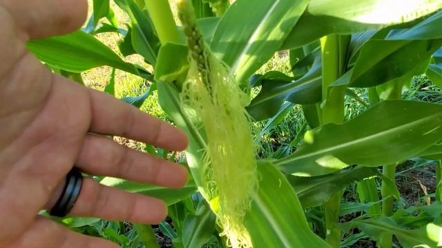 Mid-July Garden Update | Homestead storage смотреть онлайн
