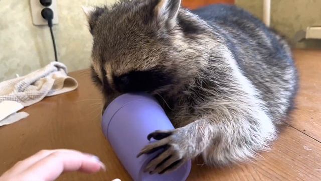 Енотские будни. Кусается и балуется смотреть онлайн