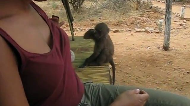 Baby baboon and a mirror смотреть онлайн