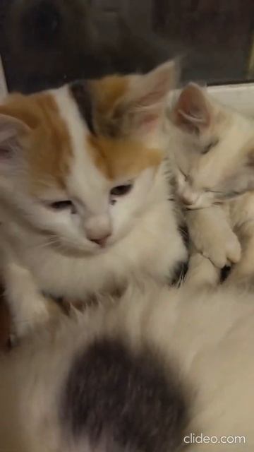 Милые красивые Котики #shorts смотреть онлайн