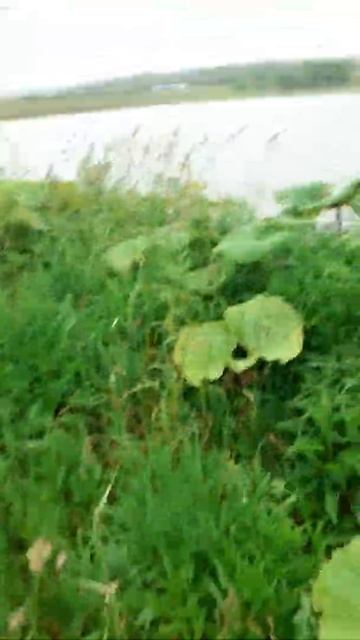 Сахалинский карась смотреть онлайн