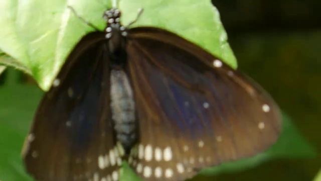 Euploea camaralzeman - Serre à Papillons - Honfleur 08.2017 - FRANCE смотреть онлайн