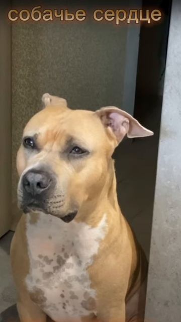 Удивительные животные !!!! #кошки смотреть онлайн