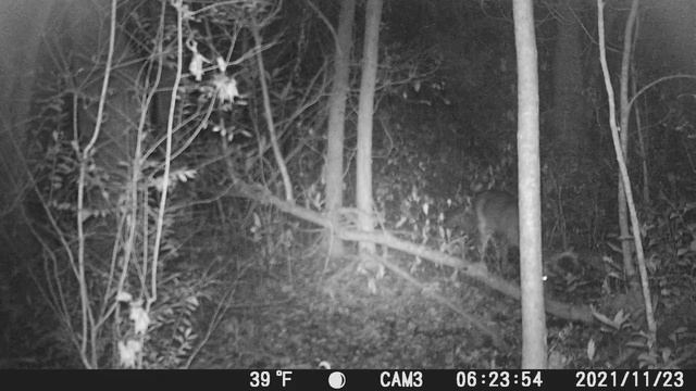 4 weeks of trail camera pickup on the Apeman H55 and the Victure HC 300 смотреть онлайн