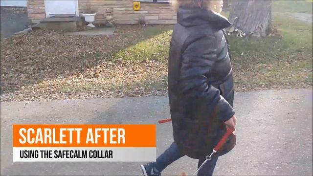 SafeCalm Training Collar for Small Dogs - Dog Whisperer BIG CHUCK MCBRIDE смотреть онлайн