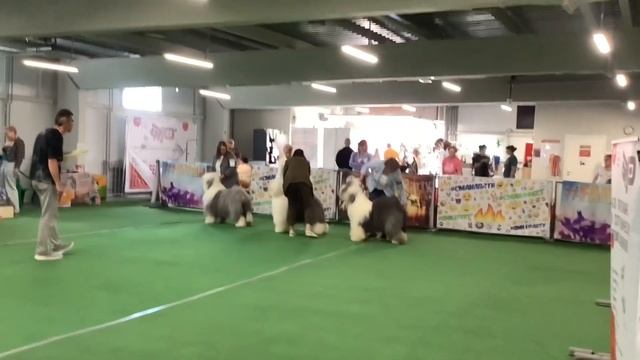 Монопородная выставка Бобтейлов ранга Победитель Клуба 2024! 23/06/2024, город Санкт-Петербург смотреть онлайн