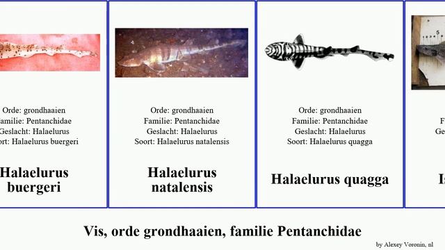 Vis, orde grondhaaien, familie Pentanchidae kathaai asymbolus fish quagga pallidus analis vincenti смотреть онлайн