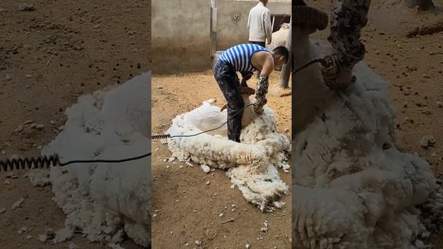 Sheep Shearing It doesn't hurt any animal Sheep shearing clip 20 смотреть онлайн