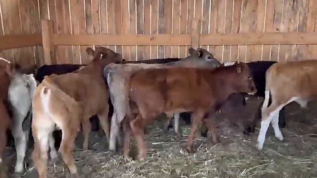 Бычки Астраханские 14 голов возраст от 5 до 7 месяцев.цена с доставкой 55 тыс.+7 964 014-41-14 смотреть онлайн