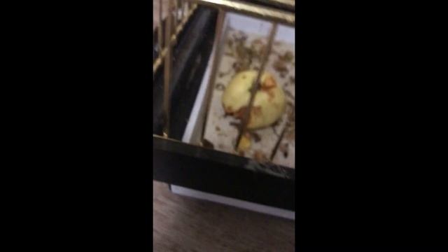 Что нужно для ожерелового попугая смотреть онлайн