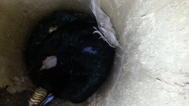 Gewone jaarvogel Aceros undulatus смотреть онлайн