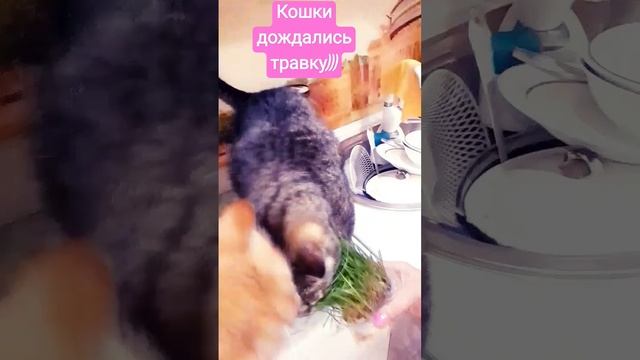 🙀Кошки рвут из рук траву)) #respect #fannycats #cat #shortsvideo смотреть онлайн