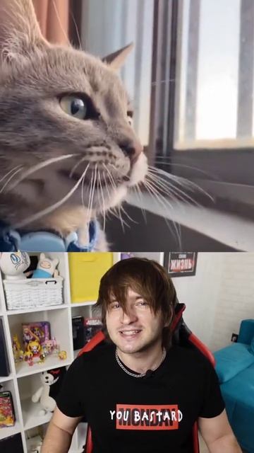 ЗАЧЕМ КОТЫ ТРЕЩАТ? смотреть онлайн