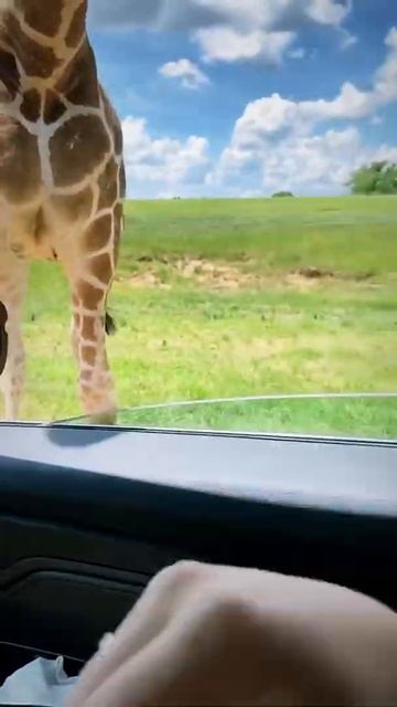 giraffe #shorts смотреть онлайн