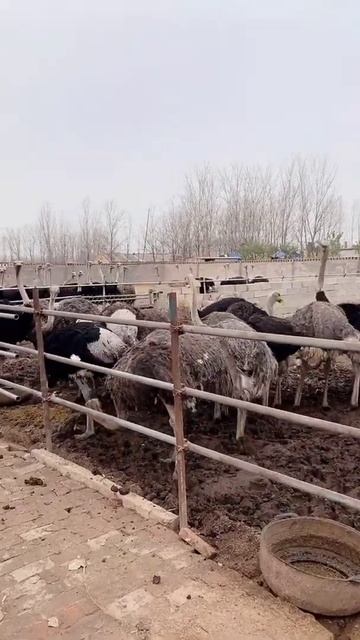 Amazing Ostrich Farm ! I'm Working at Ostriches farm #Feedingostriches #ostrich #short70 смотреть онлайн
