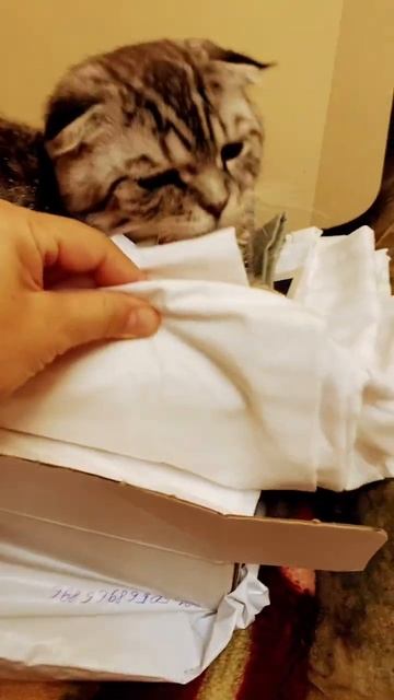 Чистоплотный кот 😂😅#shorts #котик смотреть онлайн