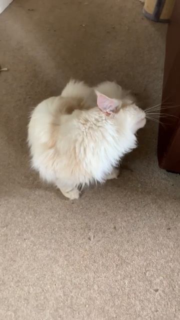 Maine Coon cat understands English! смотреть онлайн