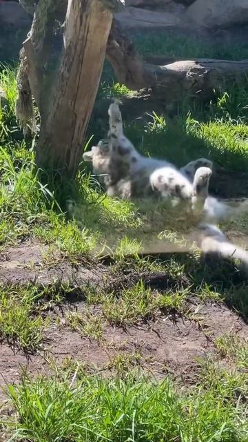 Snow leopard playing #Endangered Species смотреть онлайн