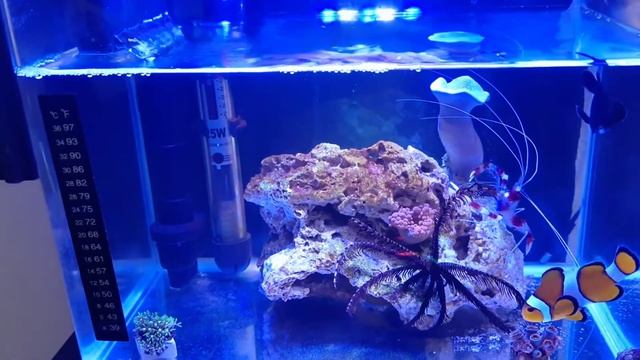 Novo morador camarão stenopus. смотреть онлайн