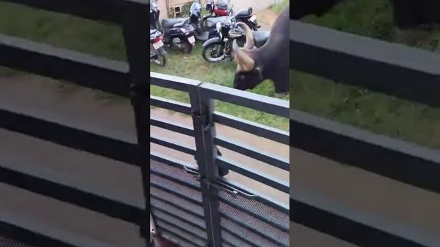 Indian Gaur is group of wild oxen,like Bison,true cattle, African&Asiatic Buffalo.In Coonoor,TN,Ind смотреть онлайн