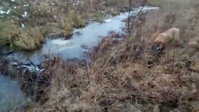 Гай и бобры 2!)) смотреть онлайн