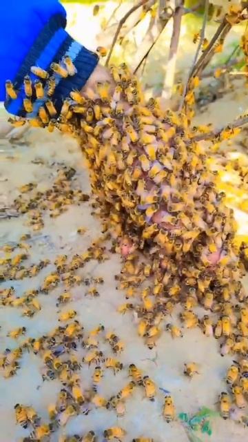 Бакфаст смотреть онлайн