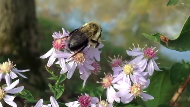 Шмель на цветке смотреть онлайн