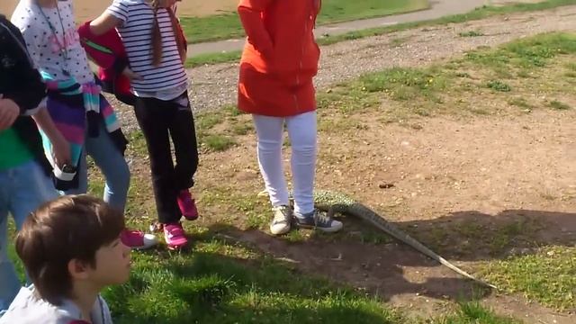 Varanus Melinus female смотреть онлайн