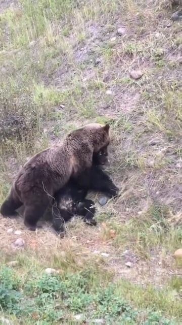 #phonk #медведь #волкодав #рек #страх #лес #дикий #животные #мишка #бой #лев #тигр #волк #топ #хайп смотреть онлайн
