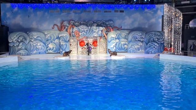 В Дельфинии! 🐬 #дельфиния #🐬🐬🐬 #новосибирск смотреть онлайн