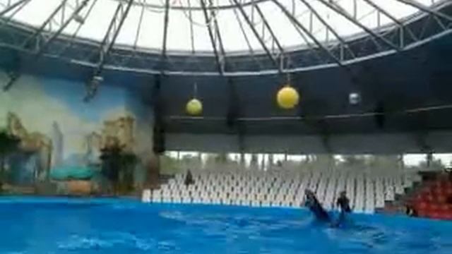 Дельфины исполняют красивые трюки смотреть онлайн