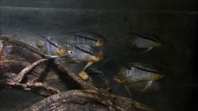 CDR Mesonauta смотреть онлайн