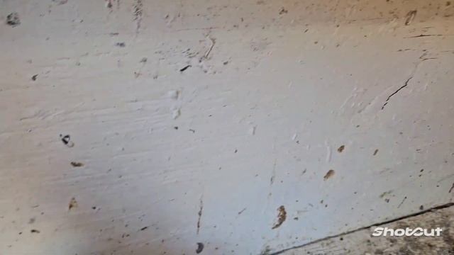 #голуби #иммиграция #хорошеенастроение #usa # Словопацана ...У них все нищак!))) смотреть онлайн