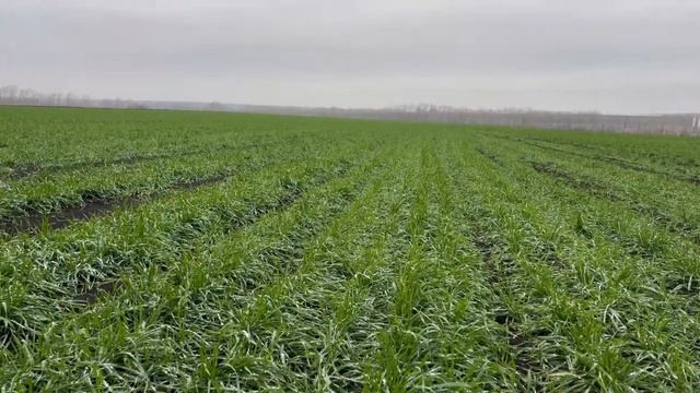 Озимая пшеница 9.11.24. смотреть онлайн